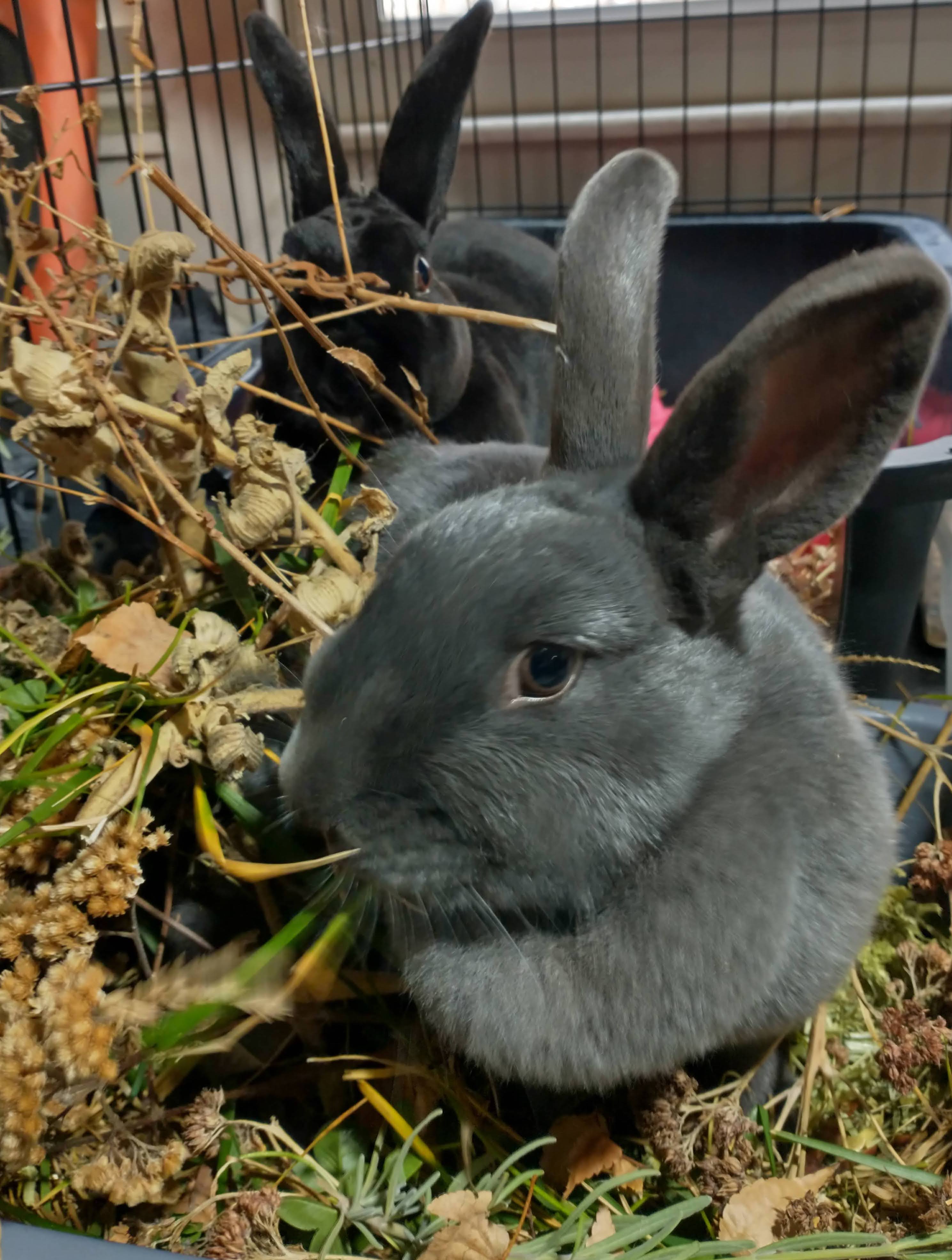 Picture of the Animal Listed