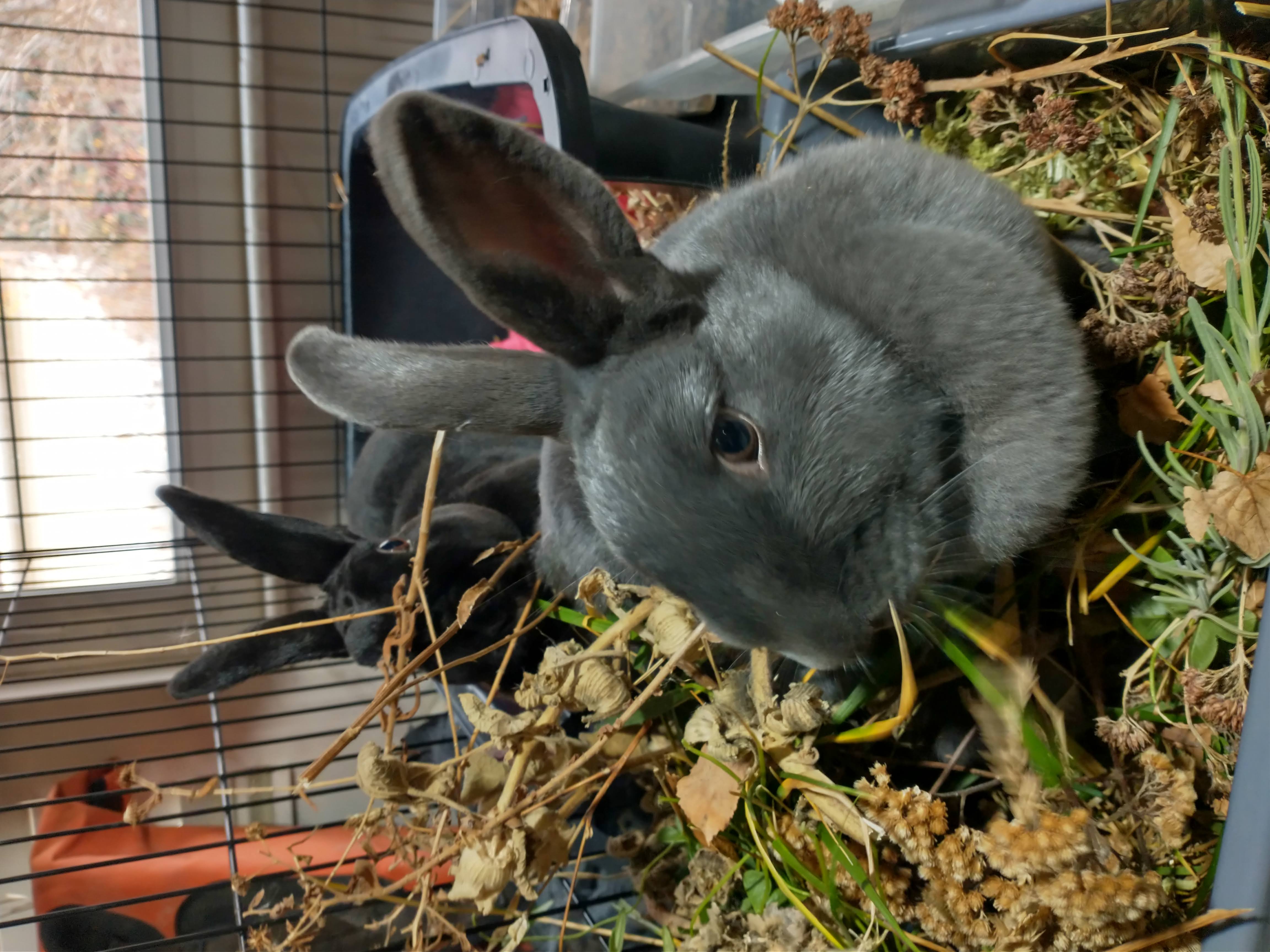 Picture of the Animal Listed