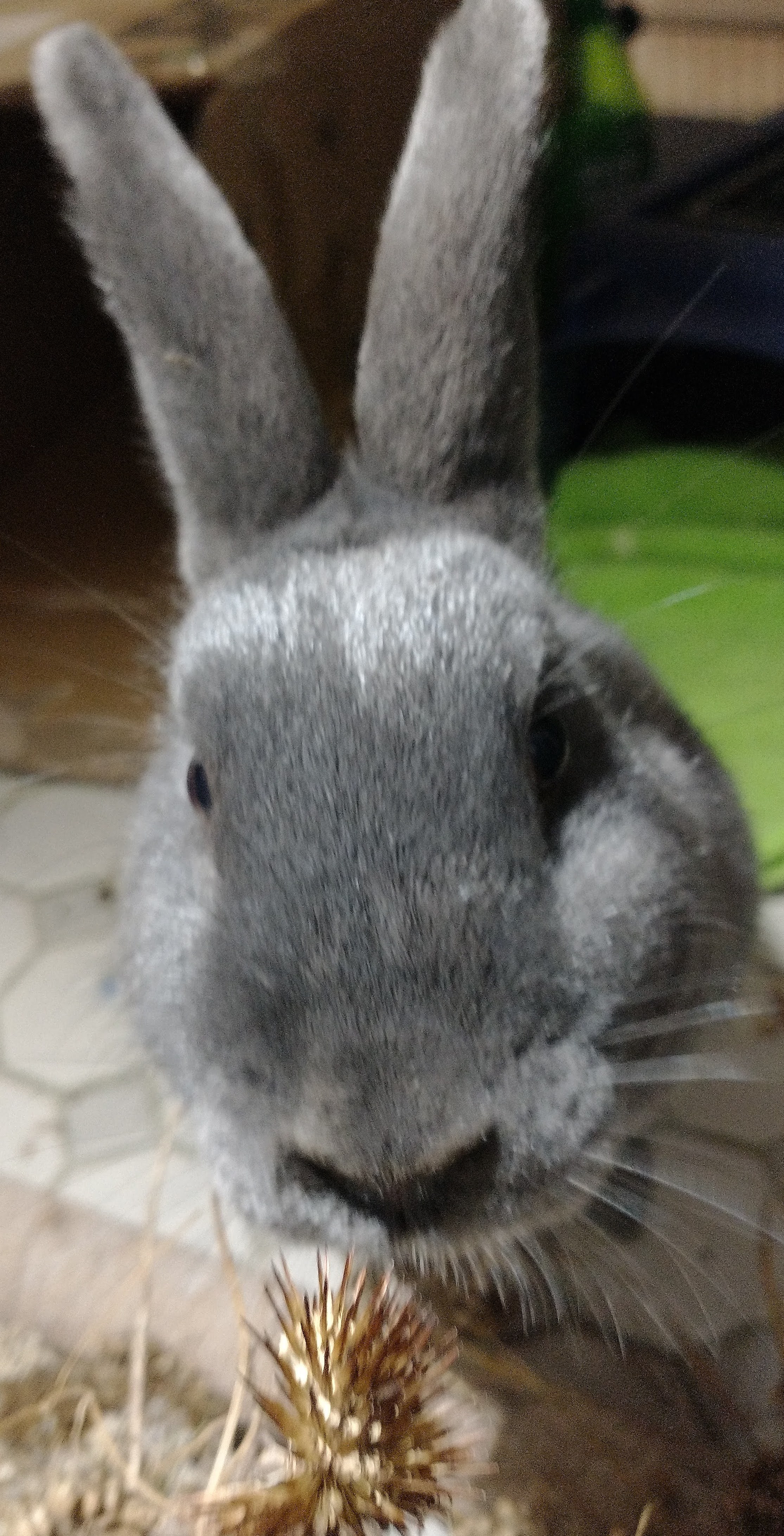 Picture of the Animal Listed