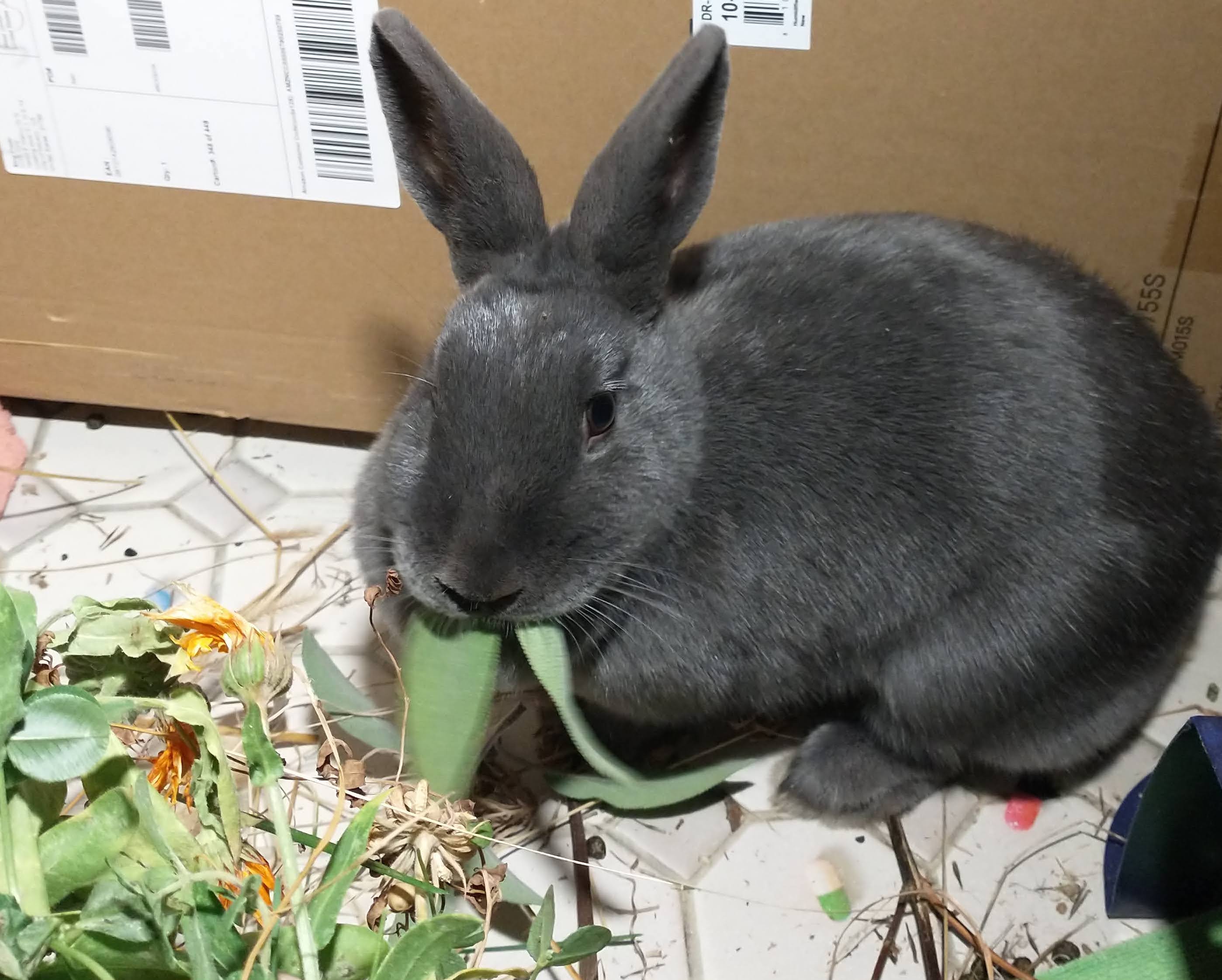 Picture of the Animal Listed