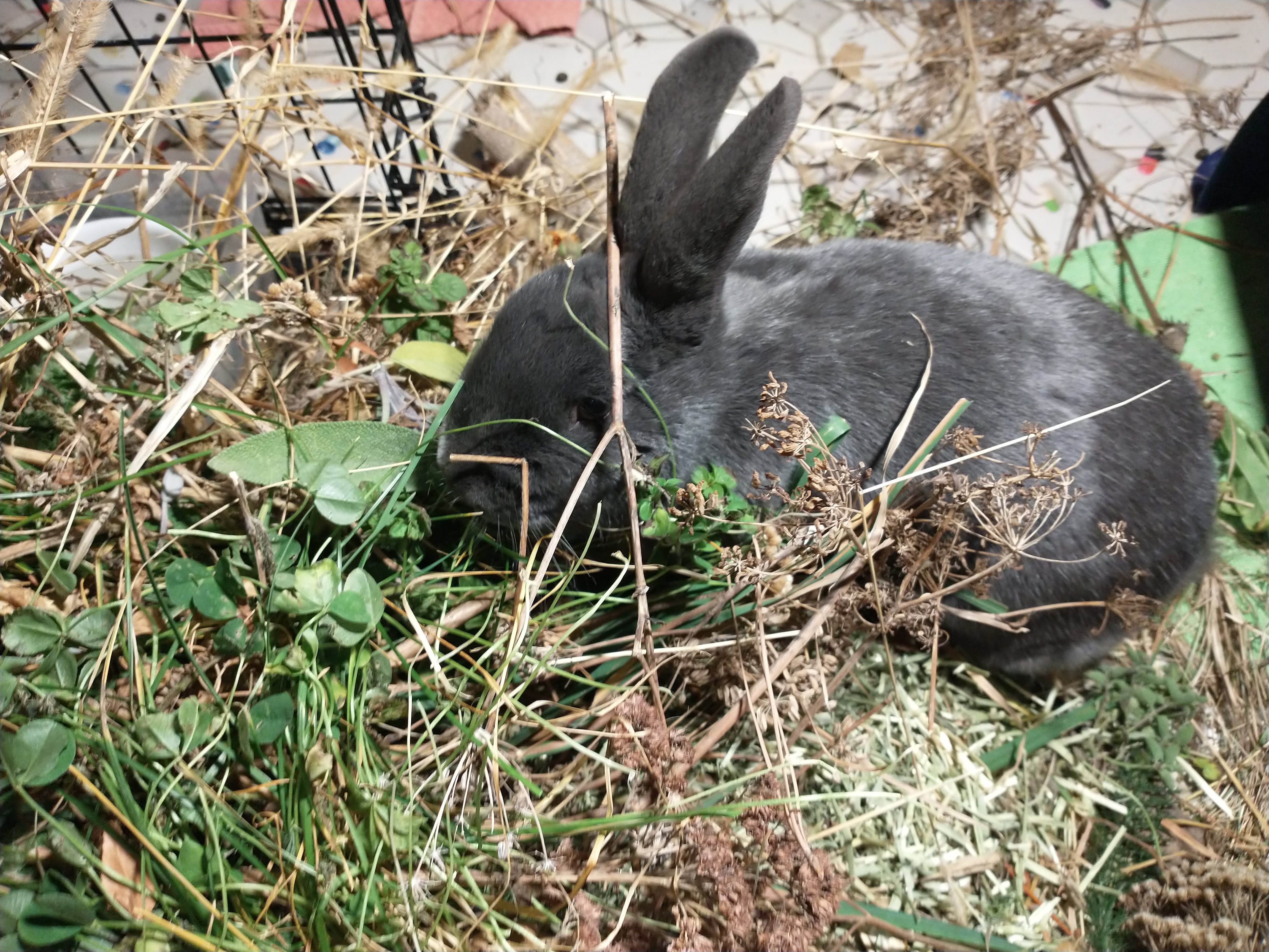 Picture of the Animal Listed