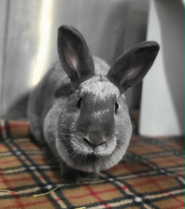 Picture of the Animal Listed