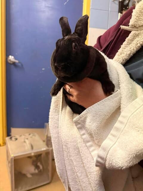 Picture of the Animal Listed