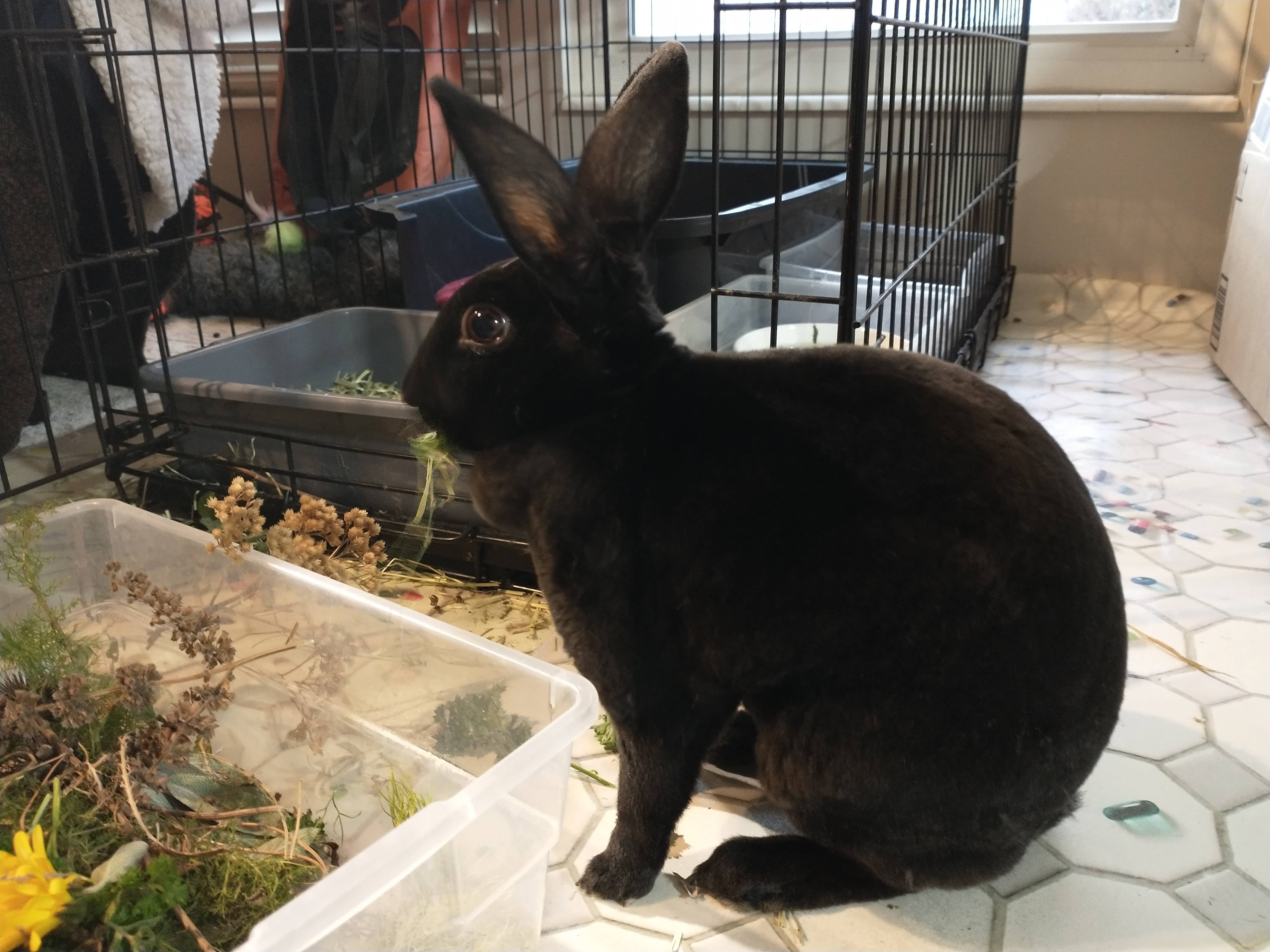 Picture of the Animal Listed