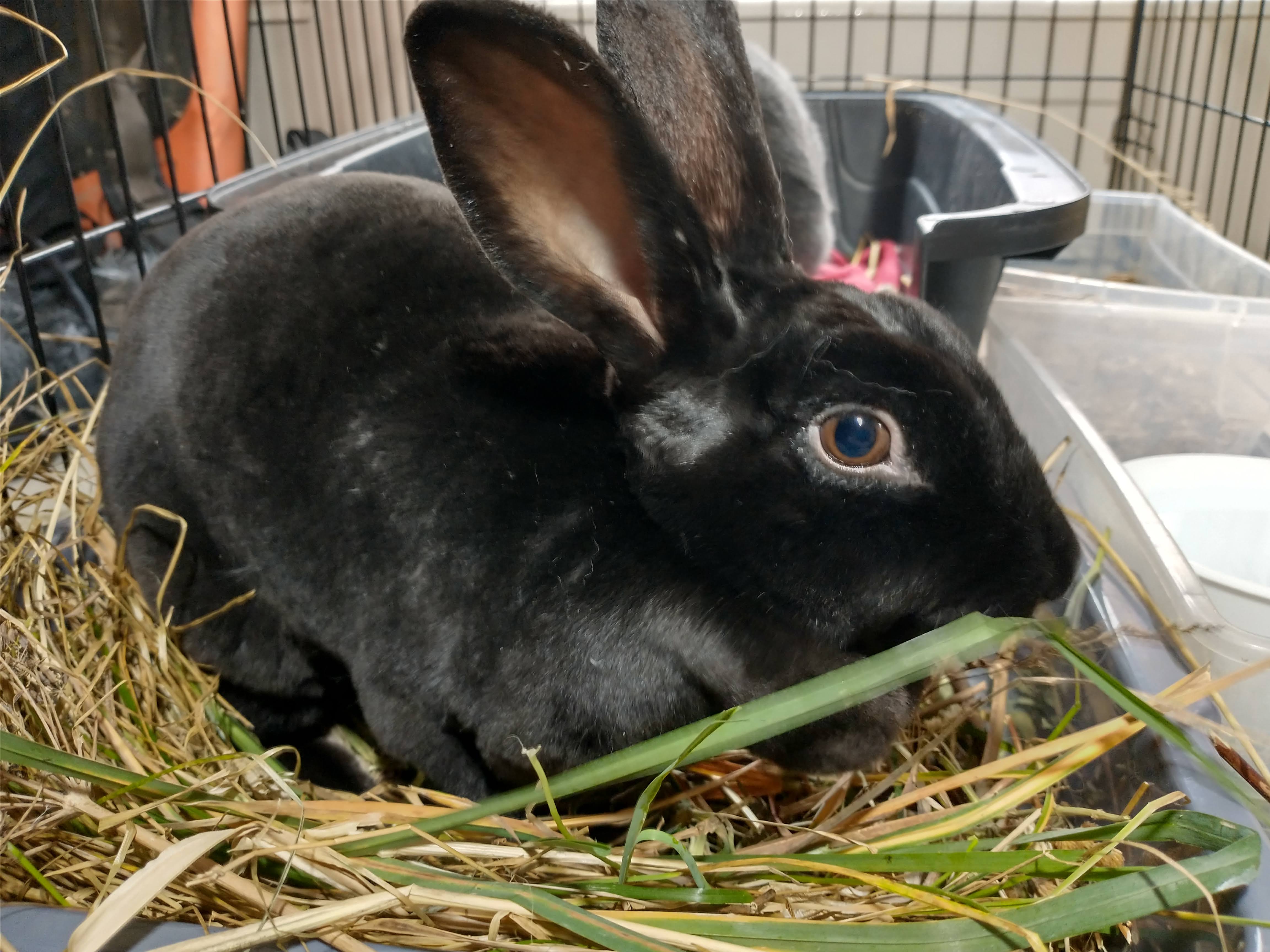 Picture of the Animal Listed