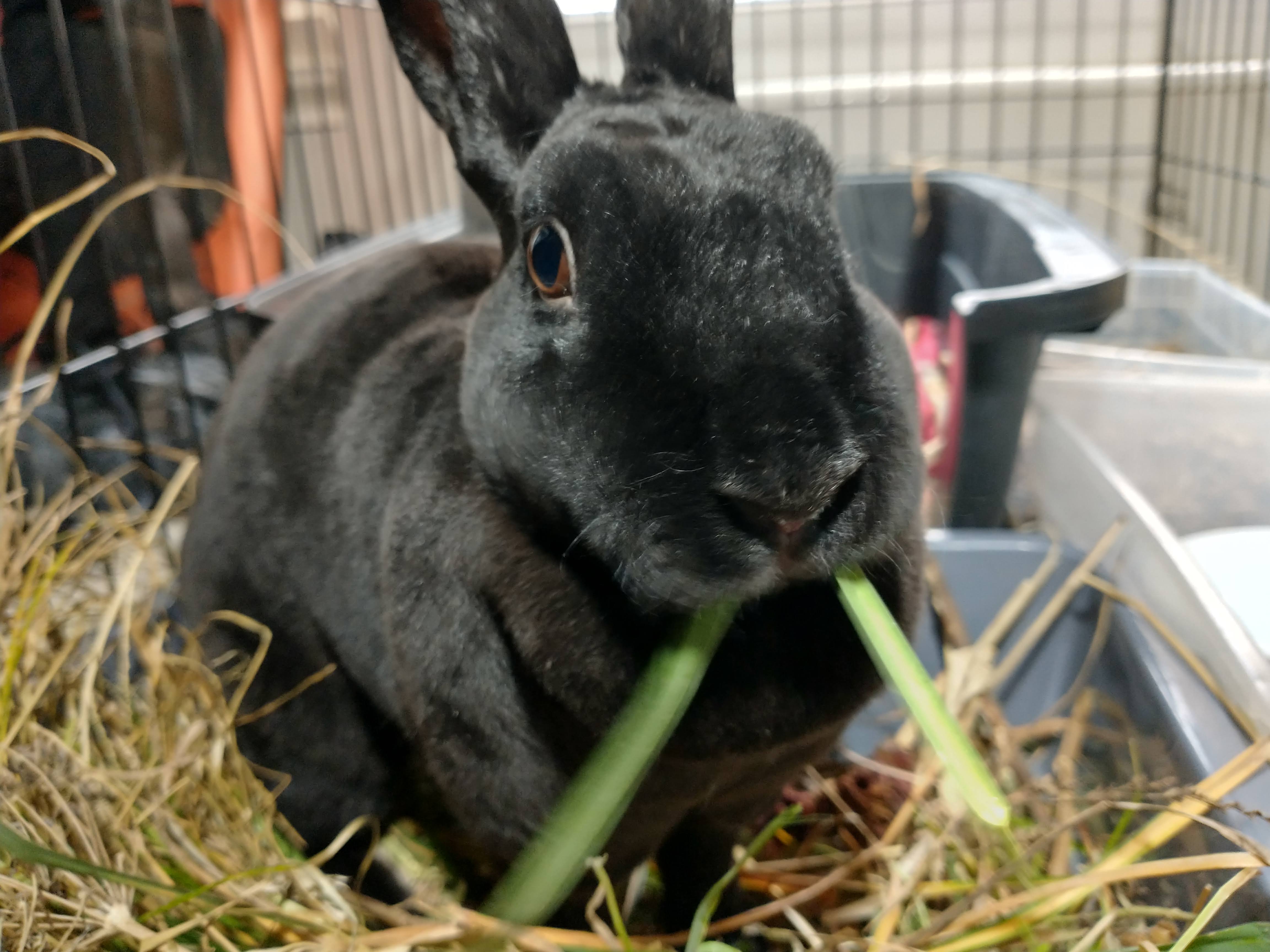 Picture of the Animal Listed