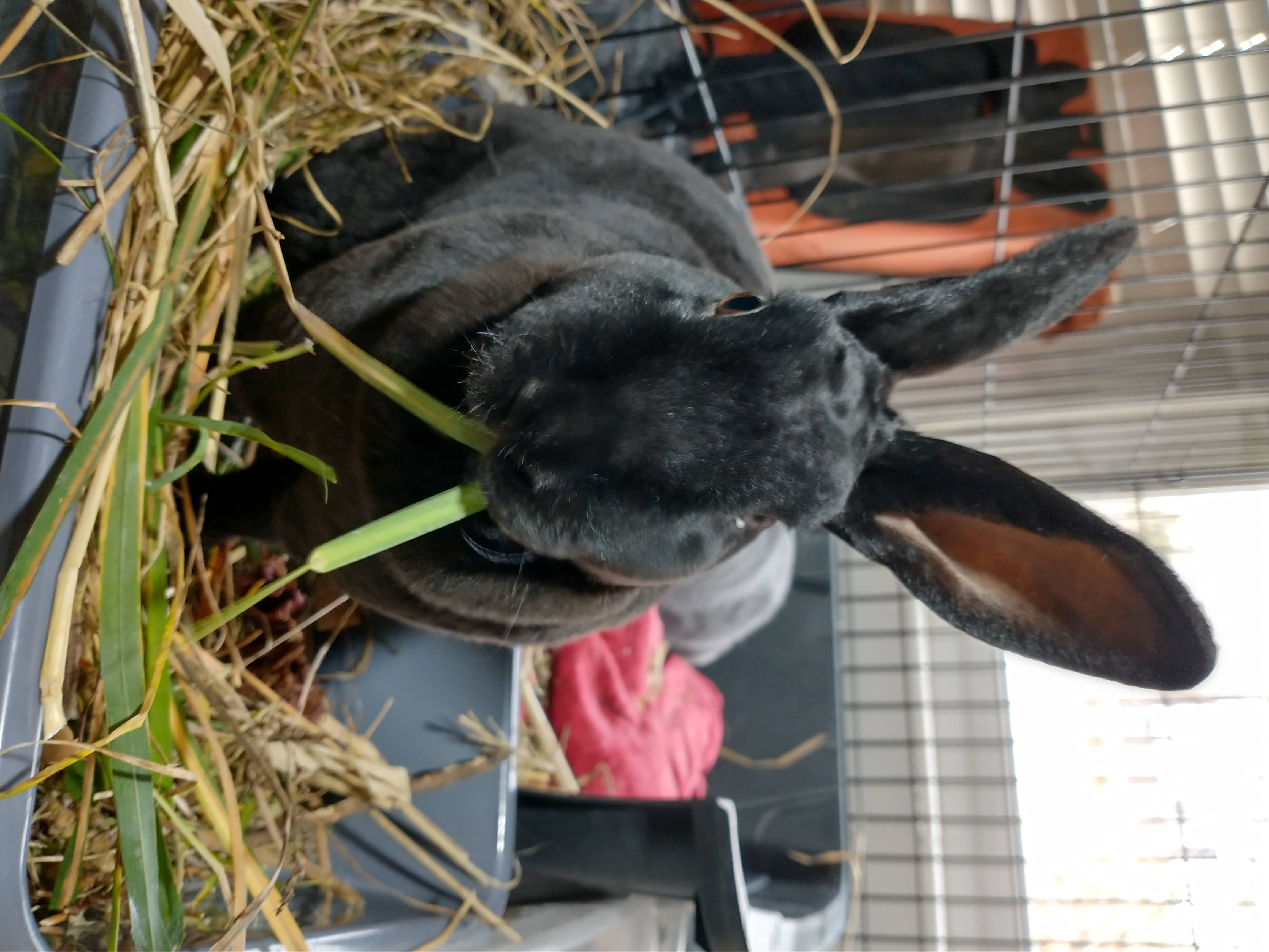 Picture of the Animal Listed