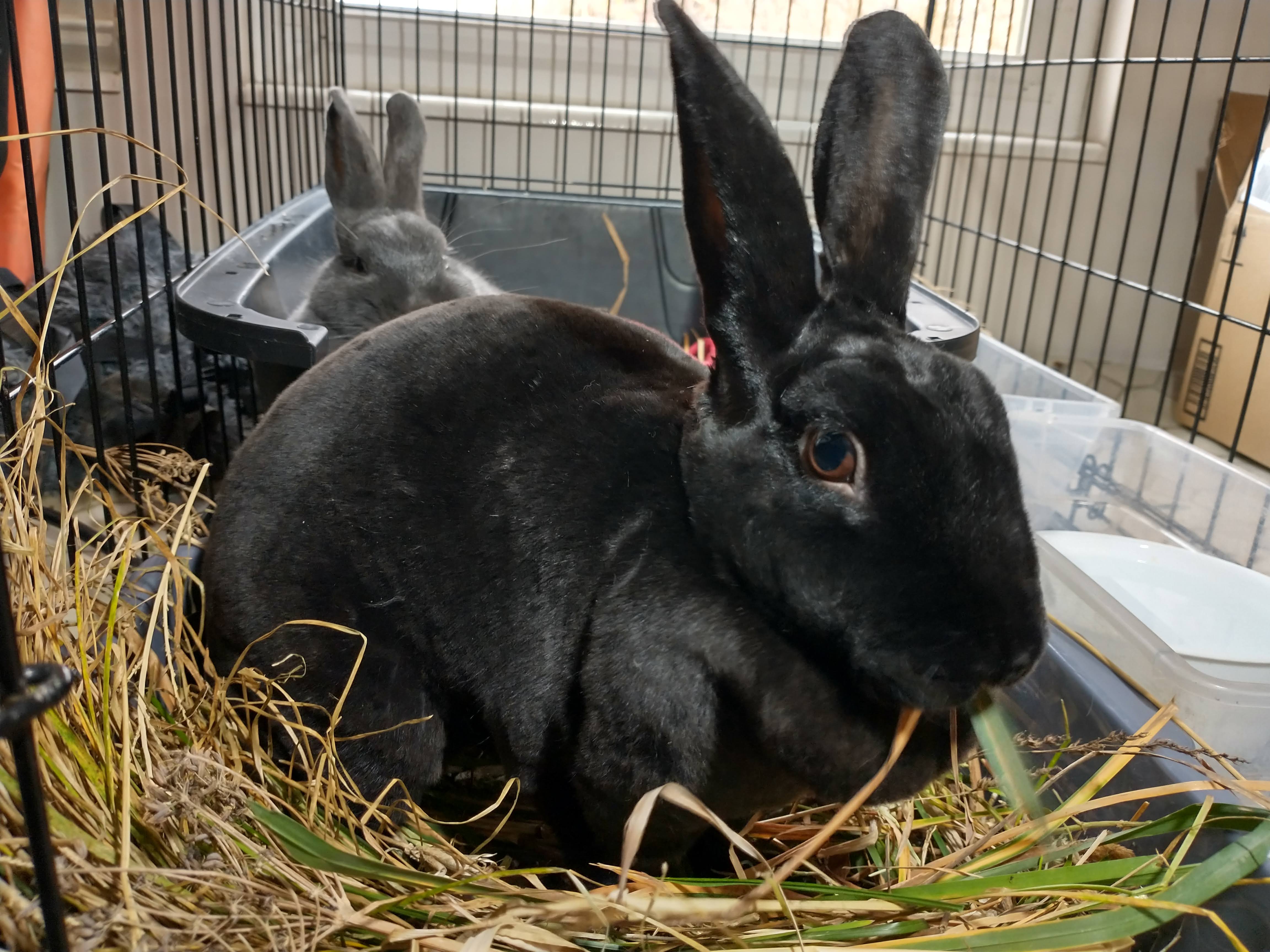 Picture of the Animal Listed