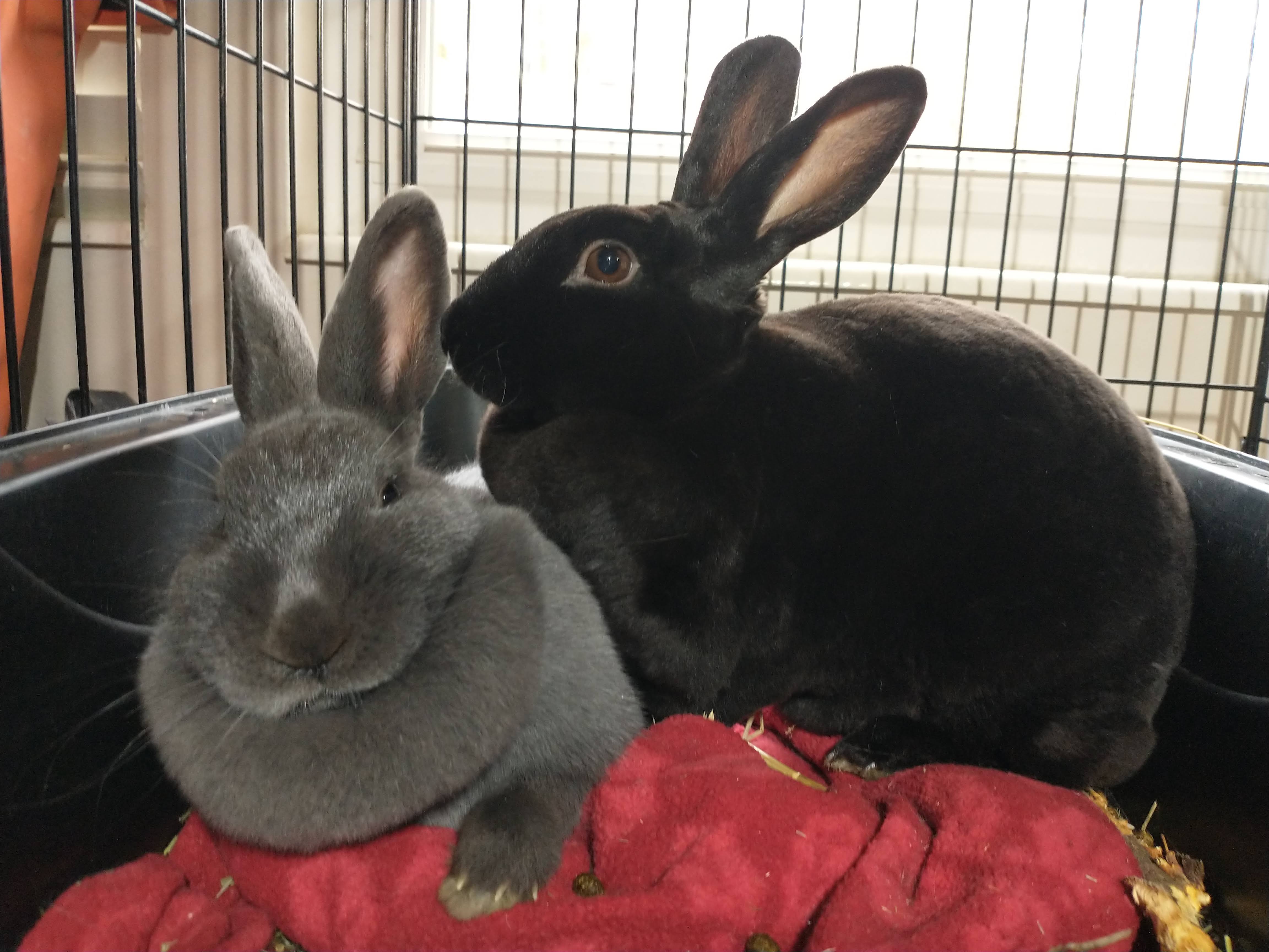 Picture of the Animal Listed