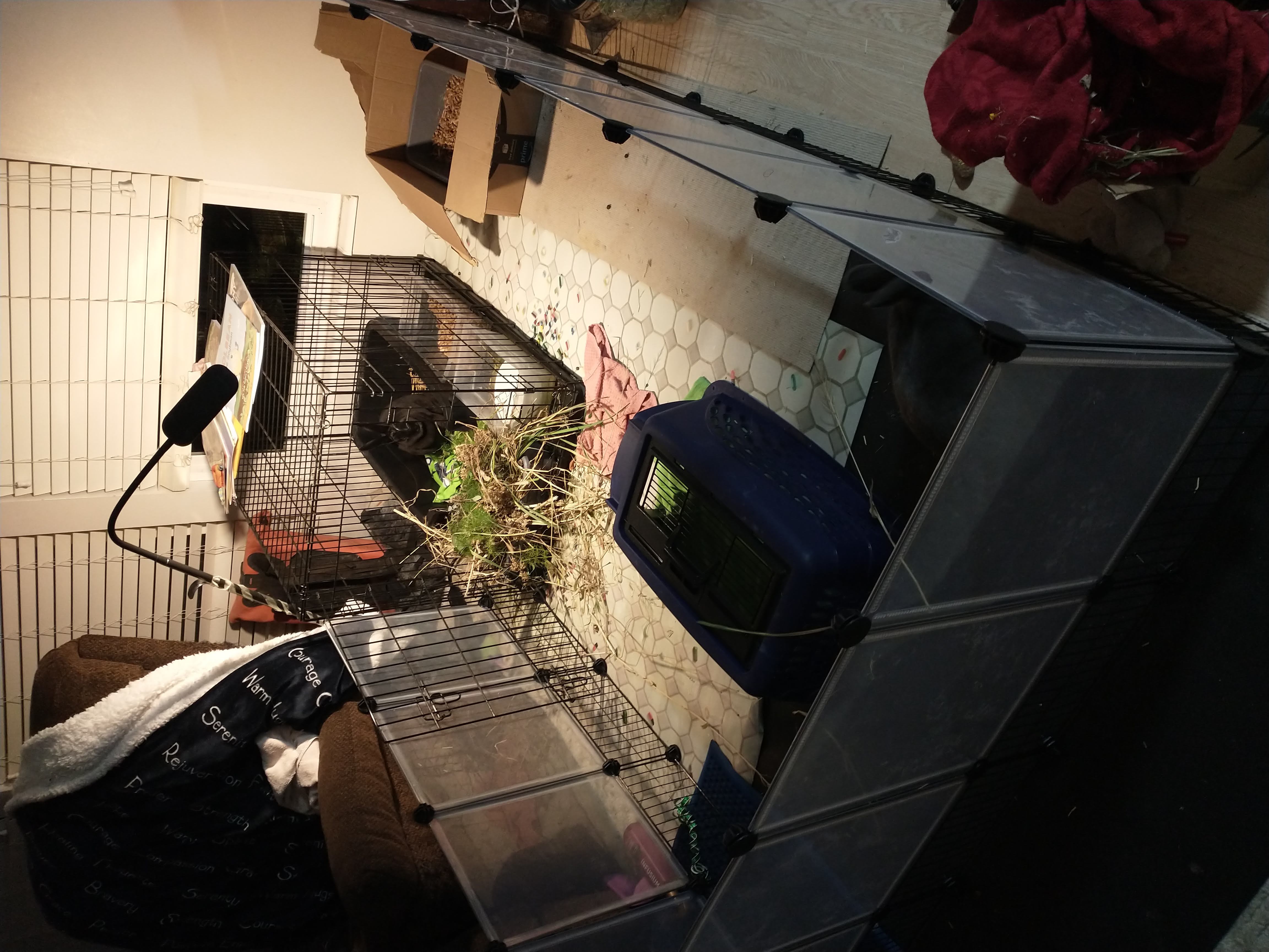 Picture of the Animal Listed