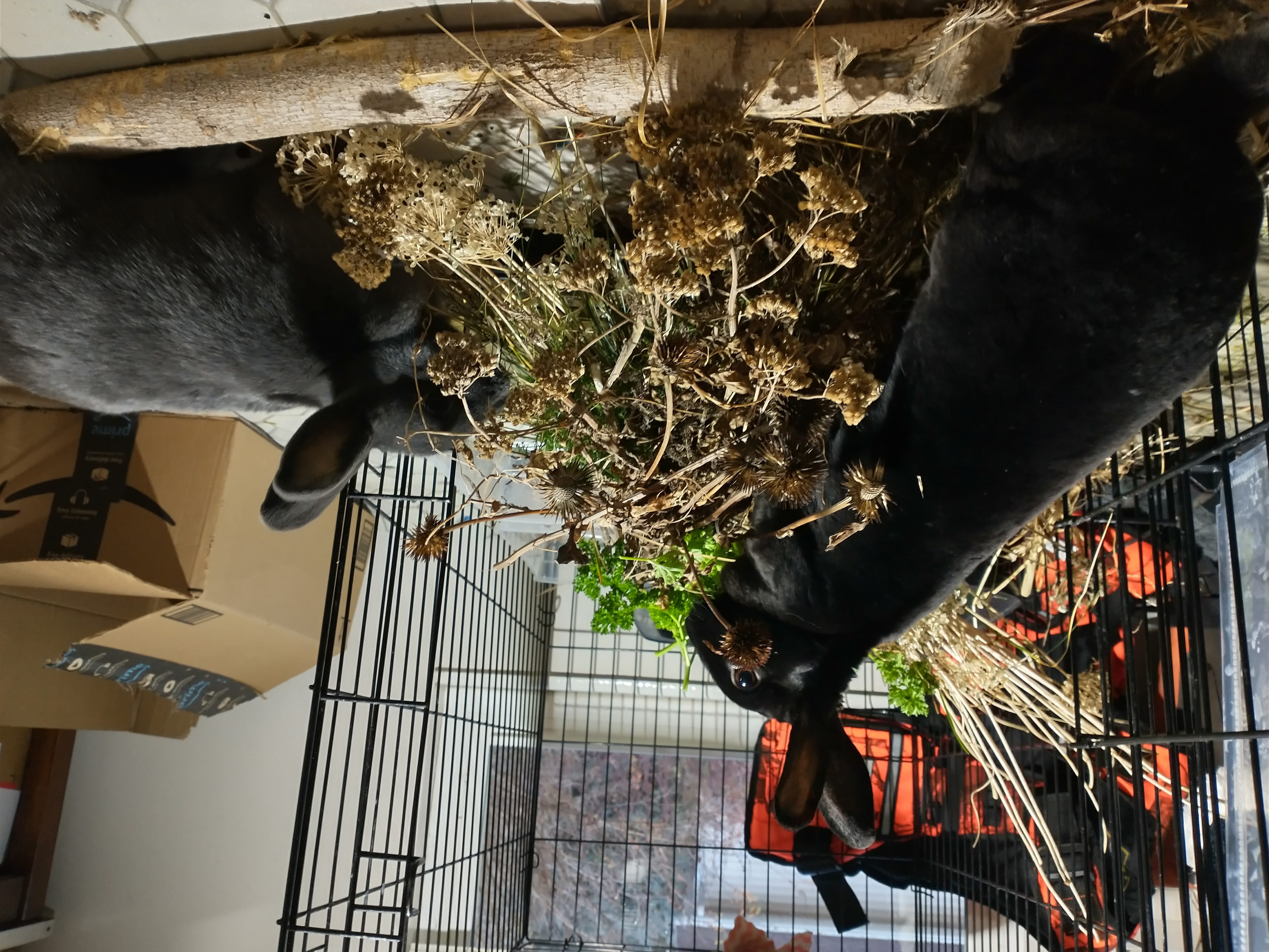 Picture of the Animal Listed