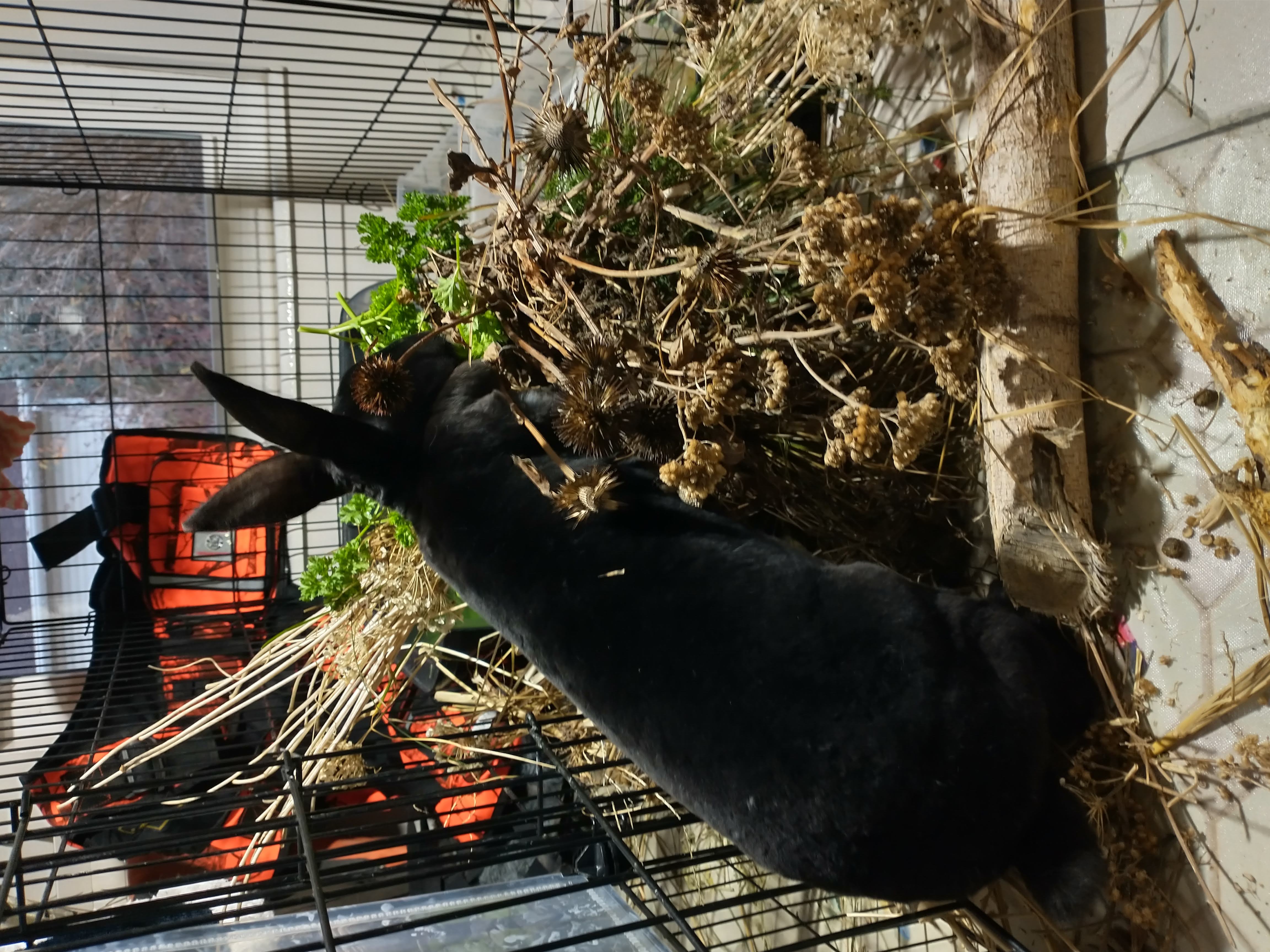 Picture of the Animal Listed