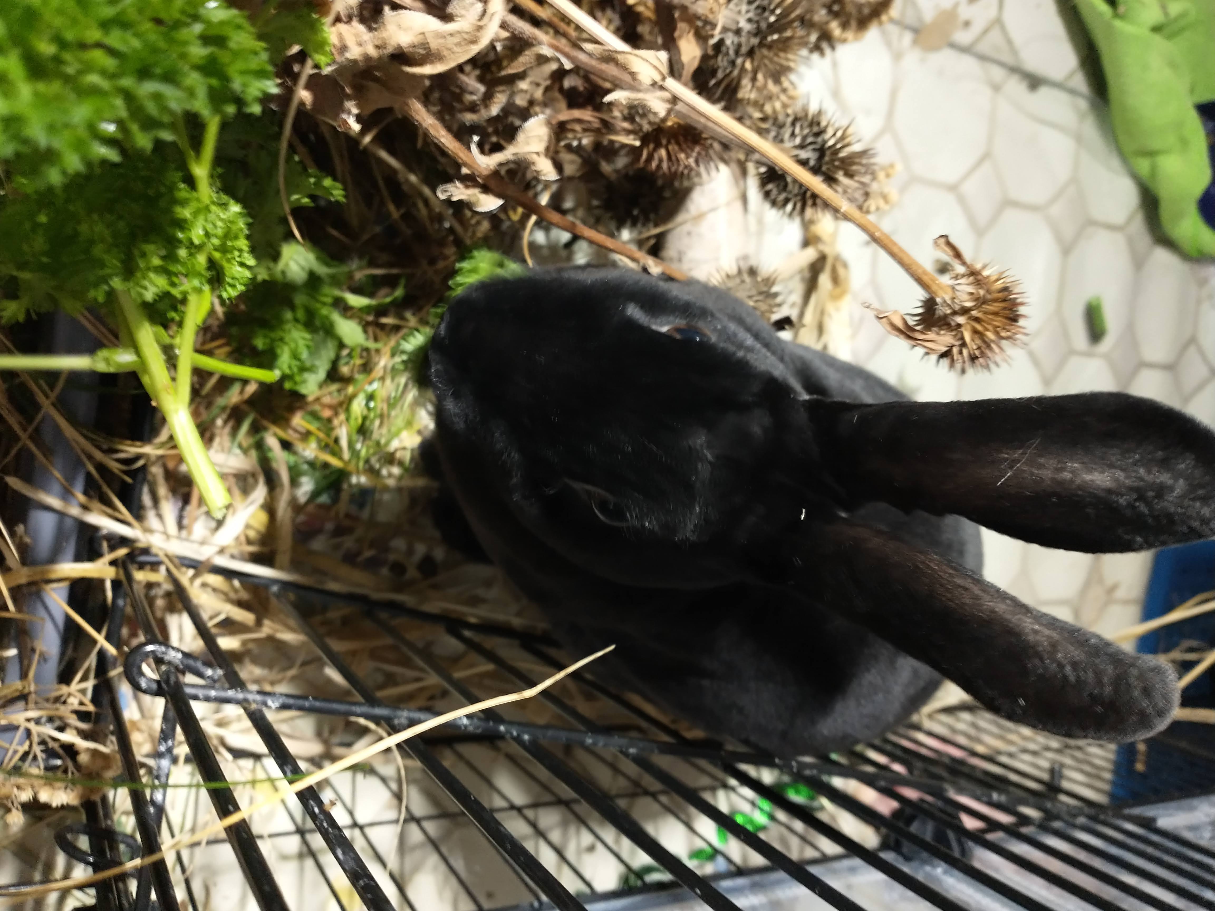 Picture of the Animal Listed