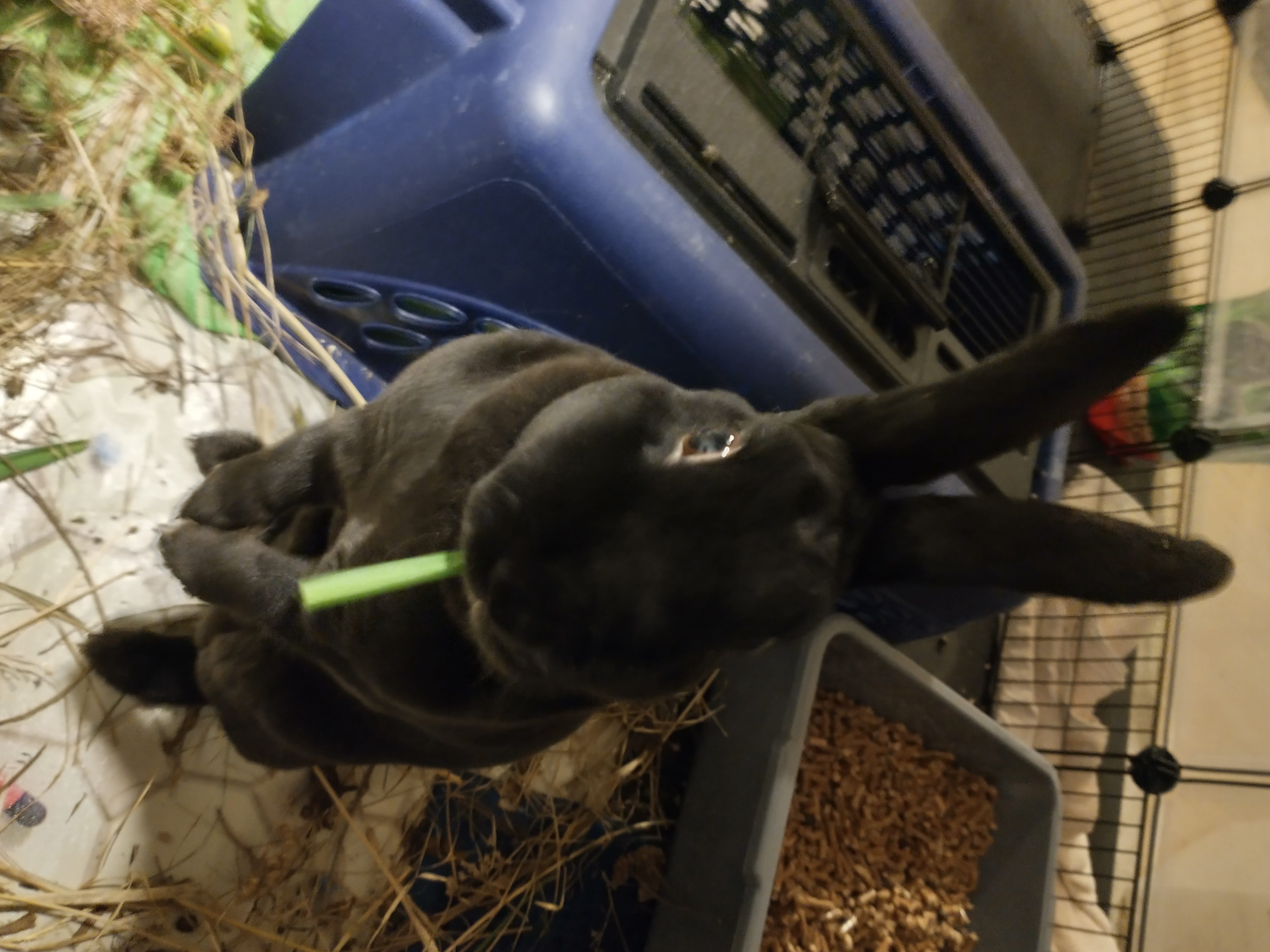 Picture of the Animal Listed