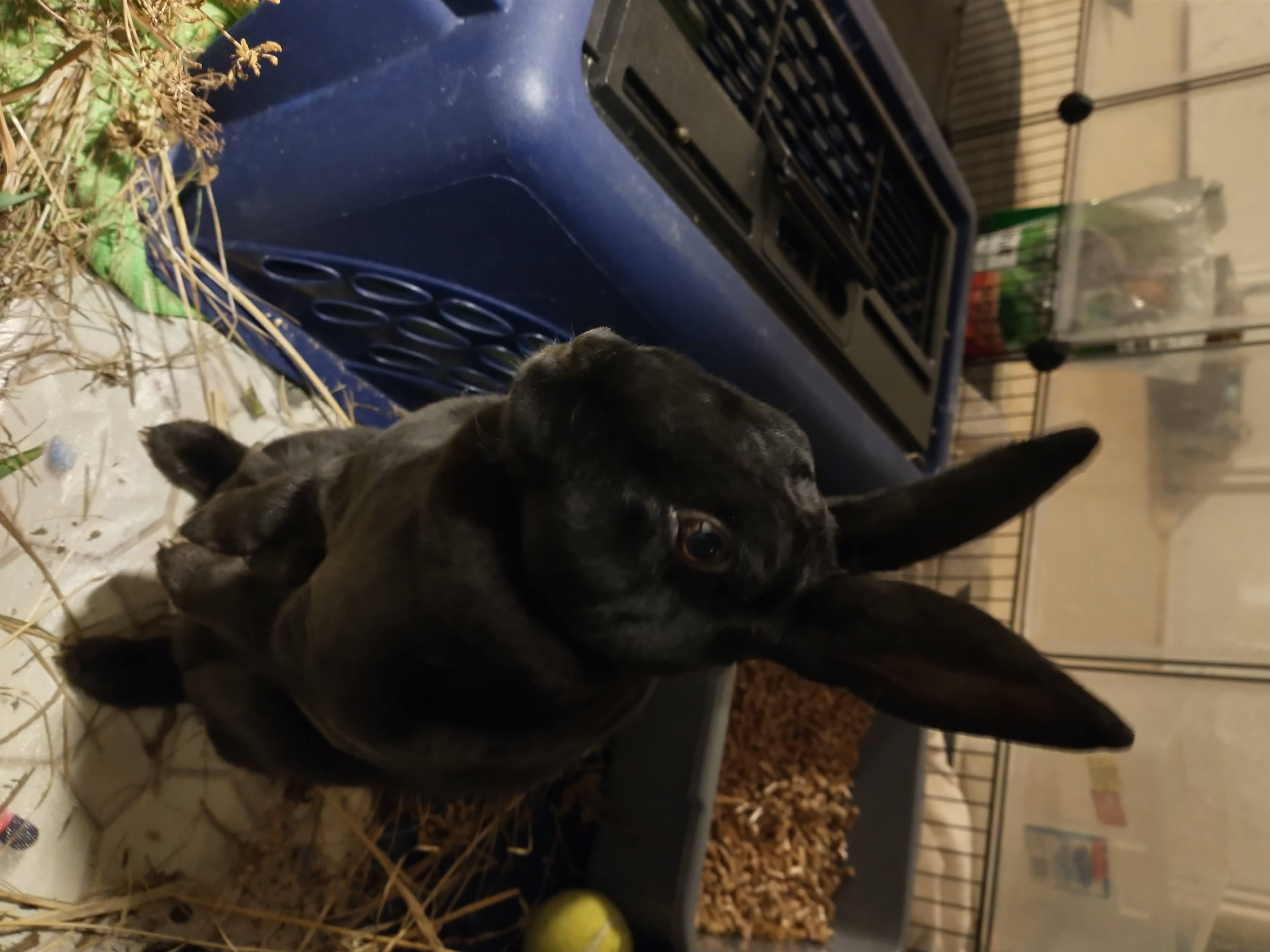 Picture of the Animal Listed