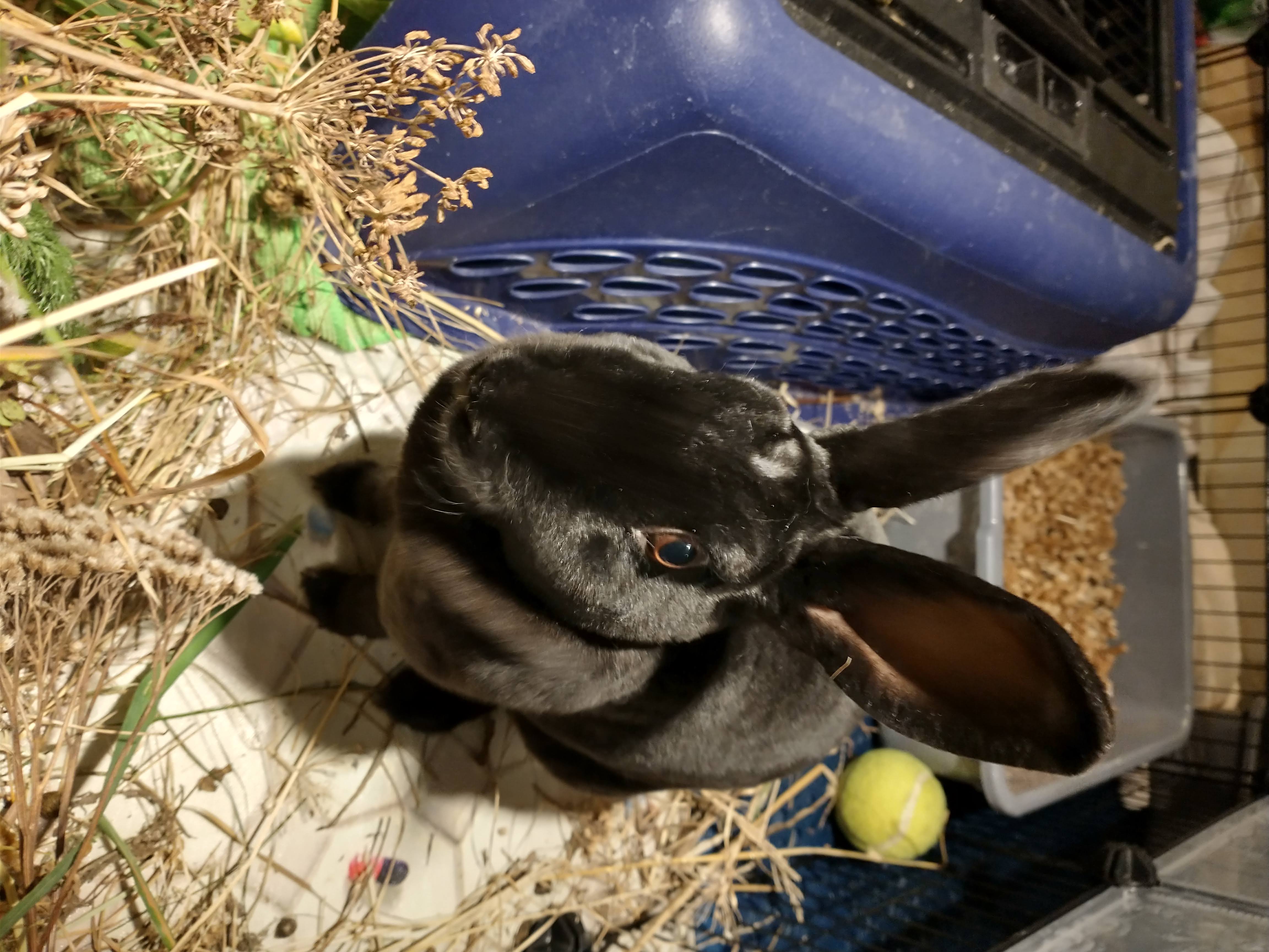 Picture of the Animal Listed