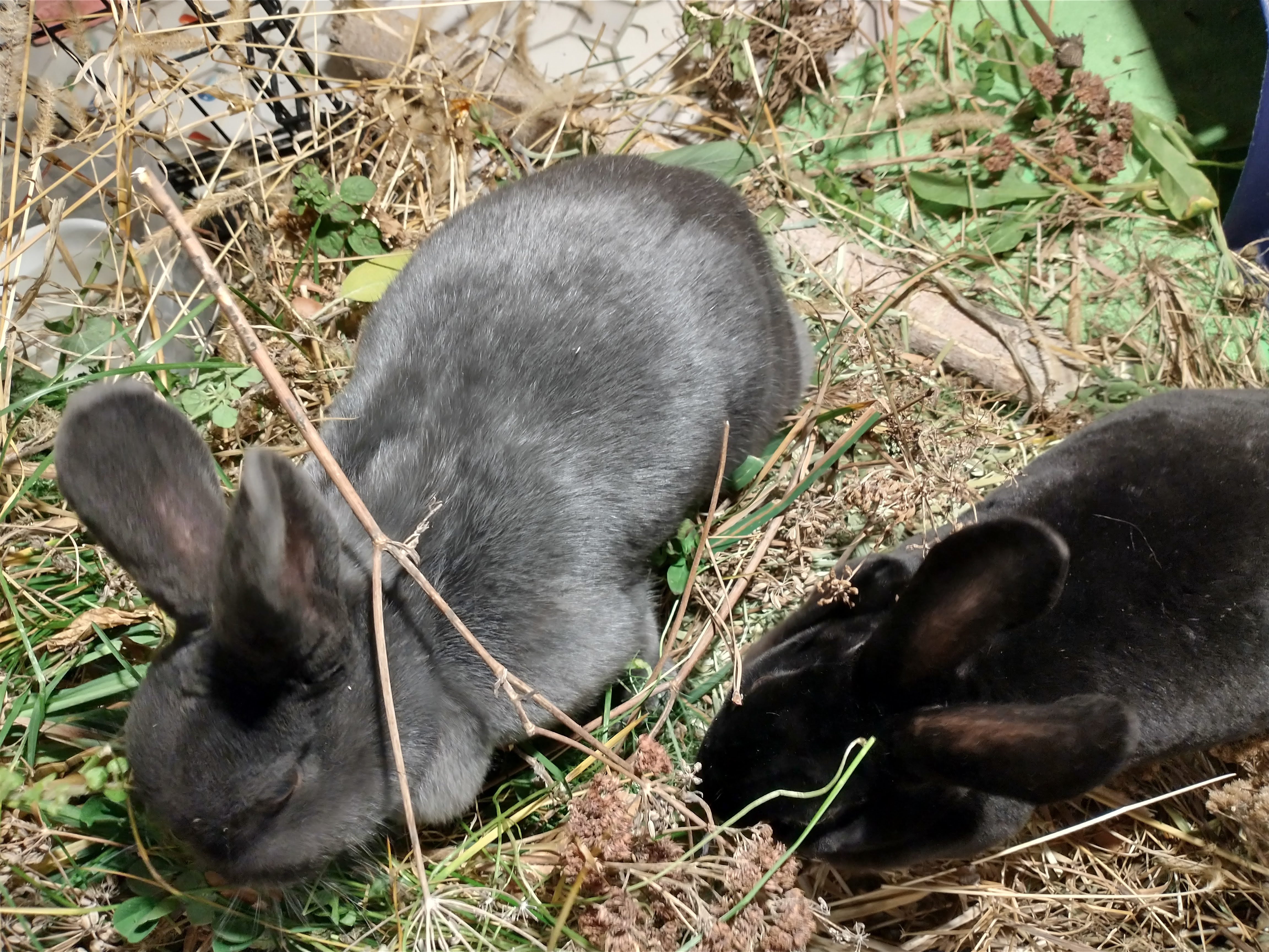 Picture of the Animal Listed