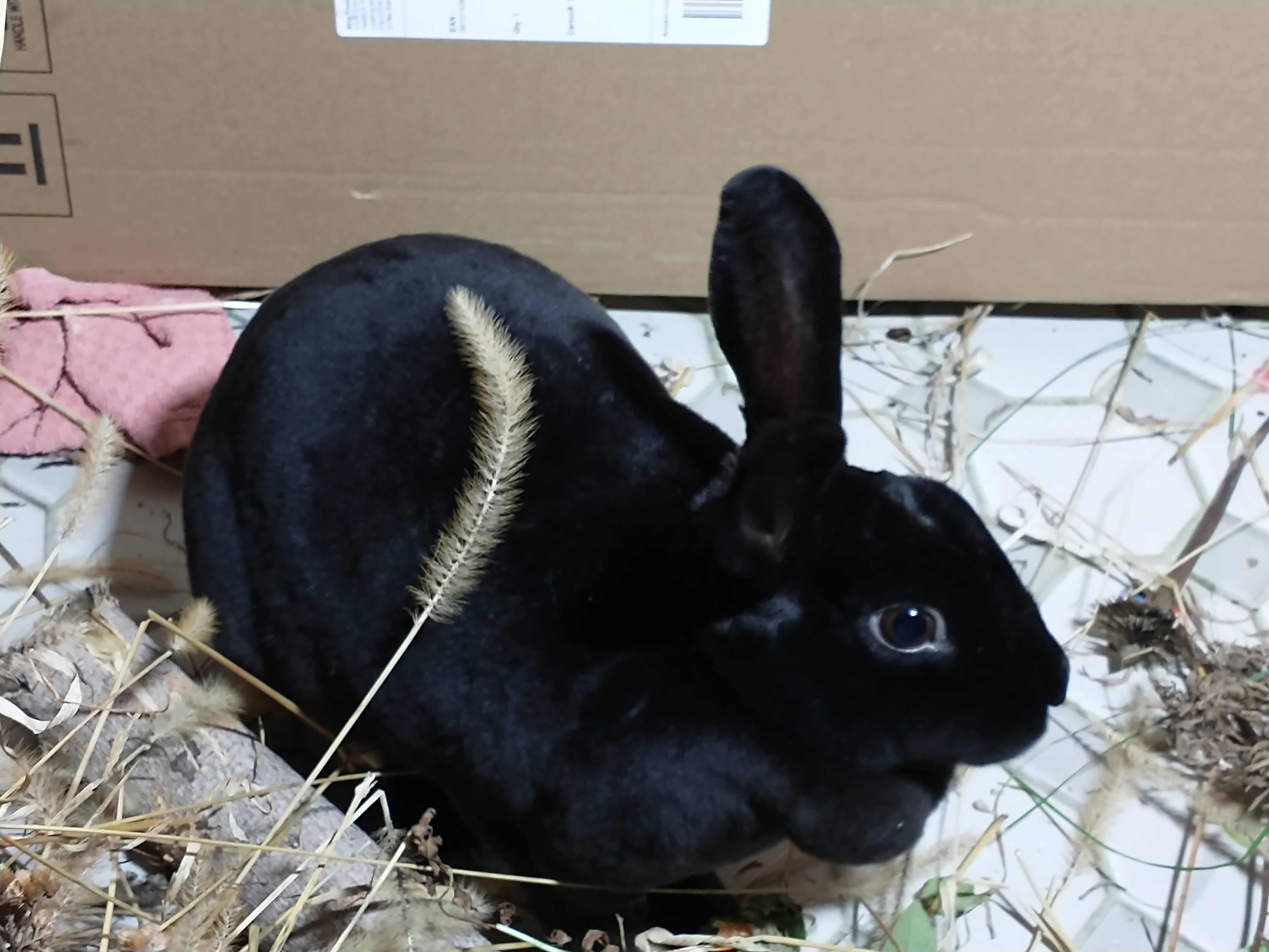 Picture of the Animal Listed