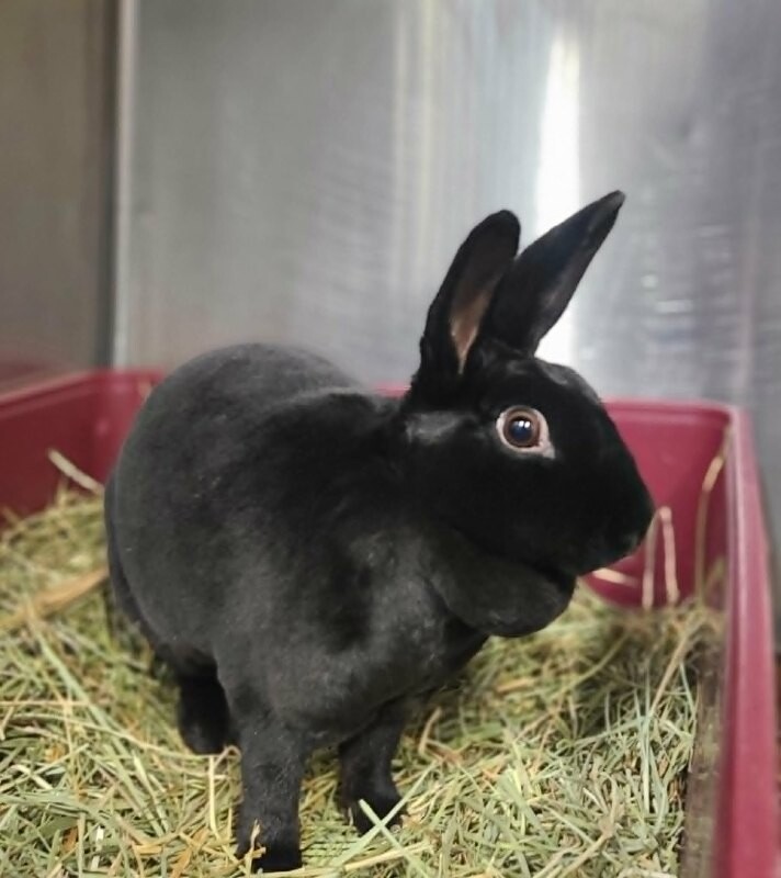 Picture of the Animal Listed