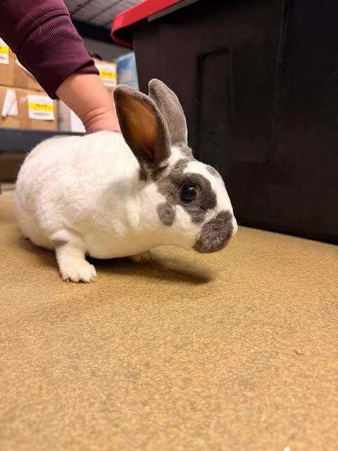 Picture of the Animal Listed