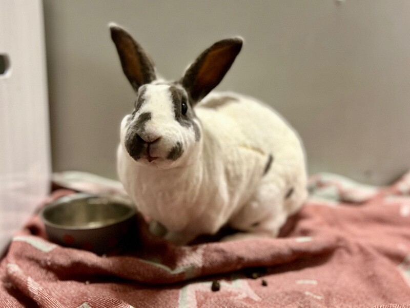 Picture of the Animal Listed