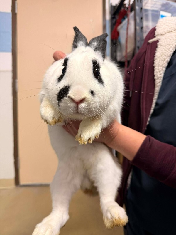 Picture of the Animal Listed