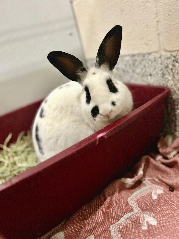 Picture of the Animal Listed