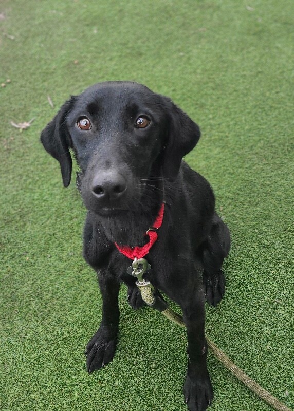 Picture of the Animal Listed