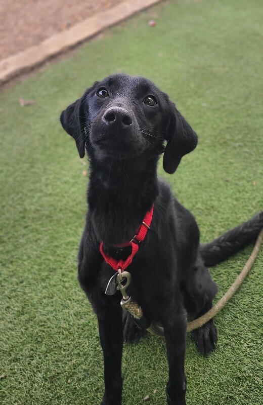 Picture of the Animal Listed