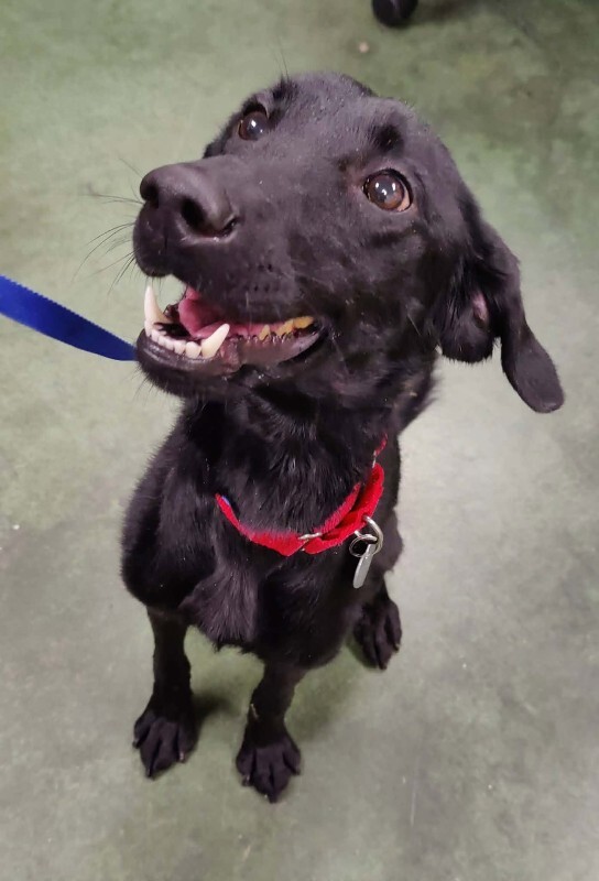 Picture of the Animal Listed