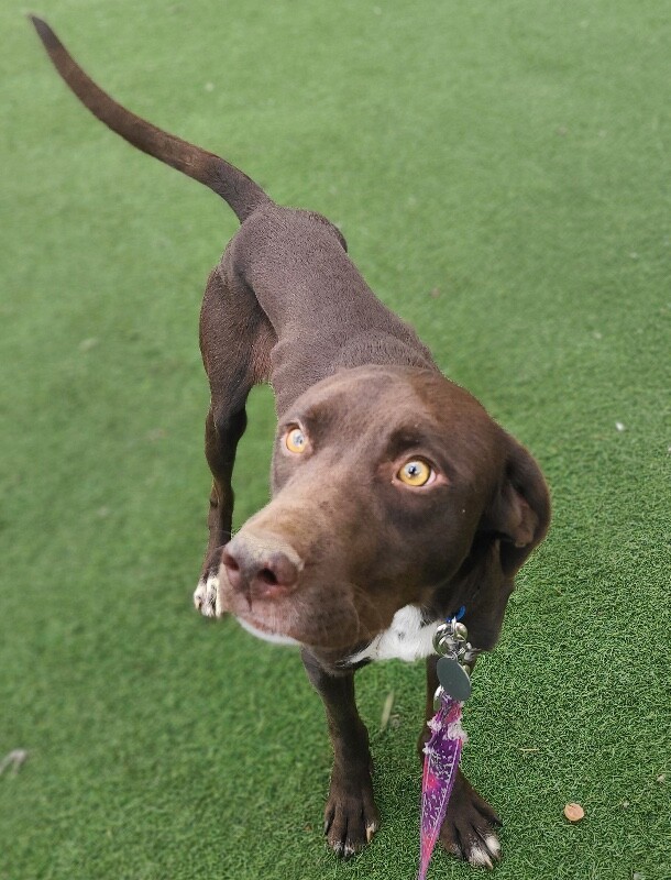 Picture of the Animal Listed