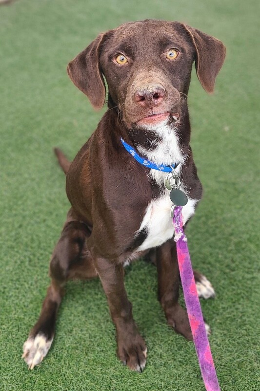 Picture of the Animal Listed