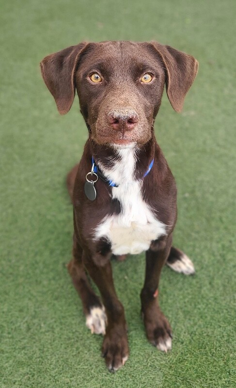 Picture of the Animal Listed