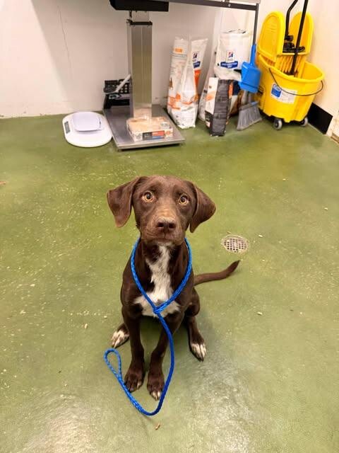 Picture of the Animal Listed