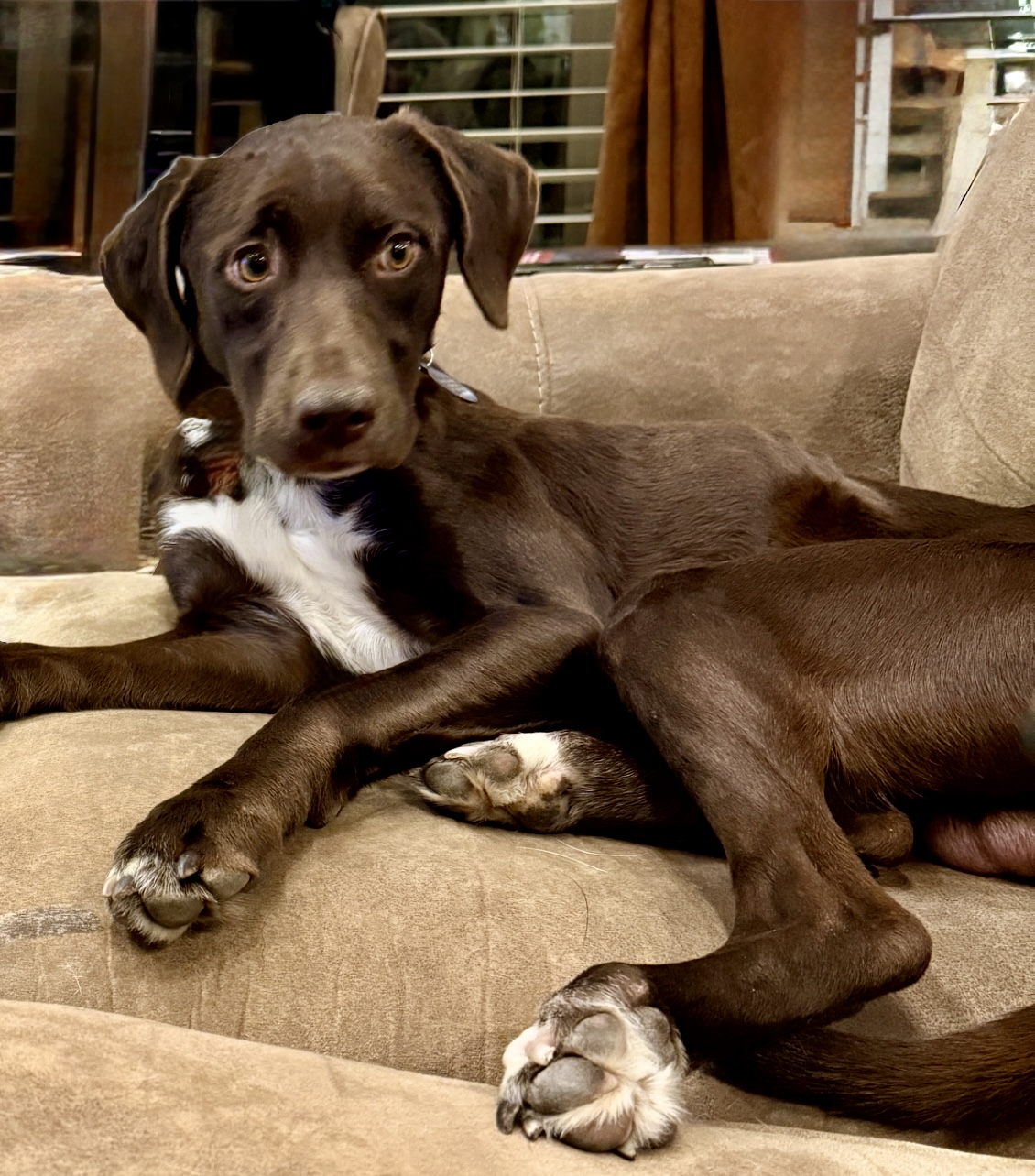 Picture of the Animal Listed