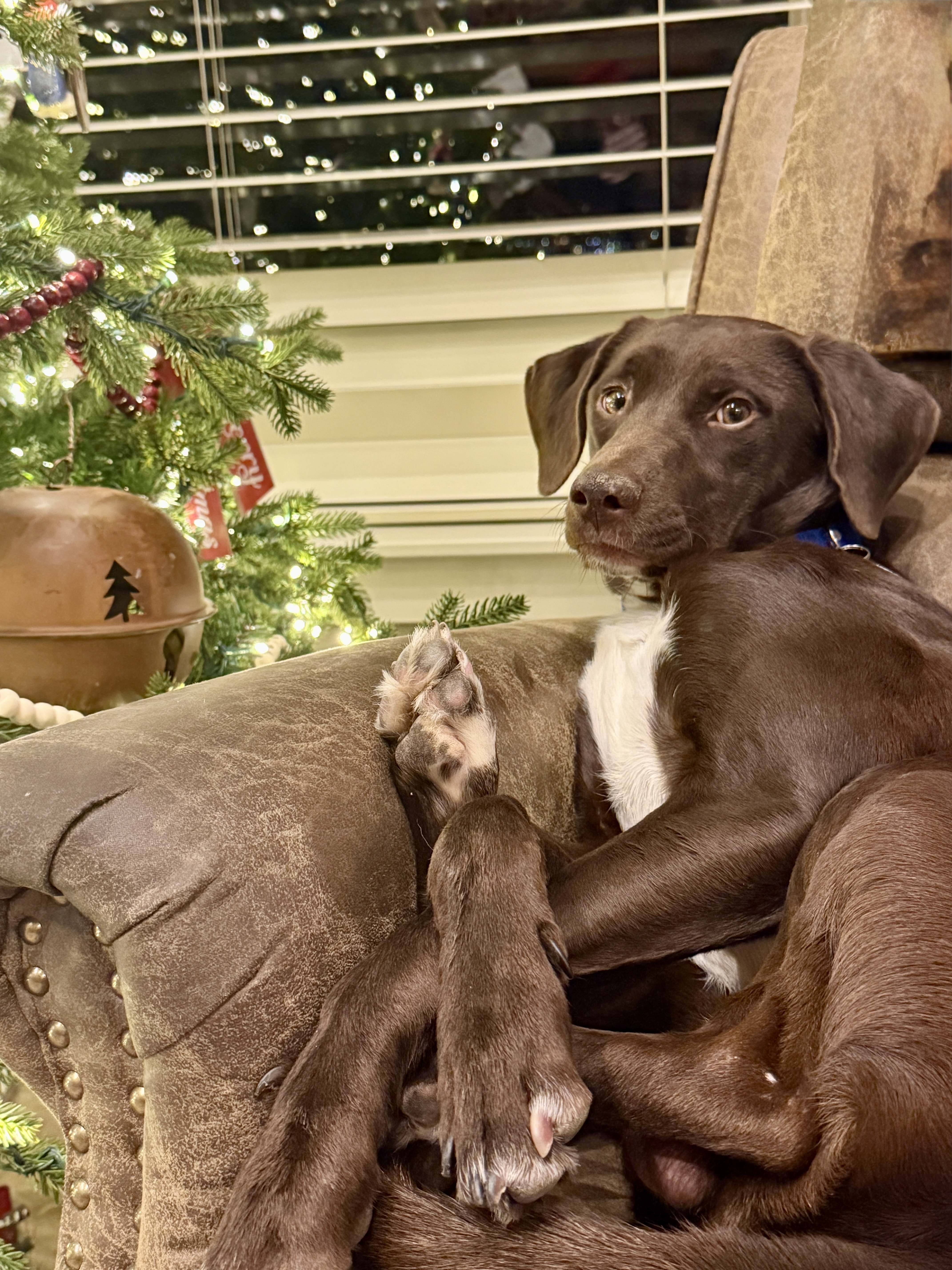 Picture of the Animal Listed