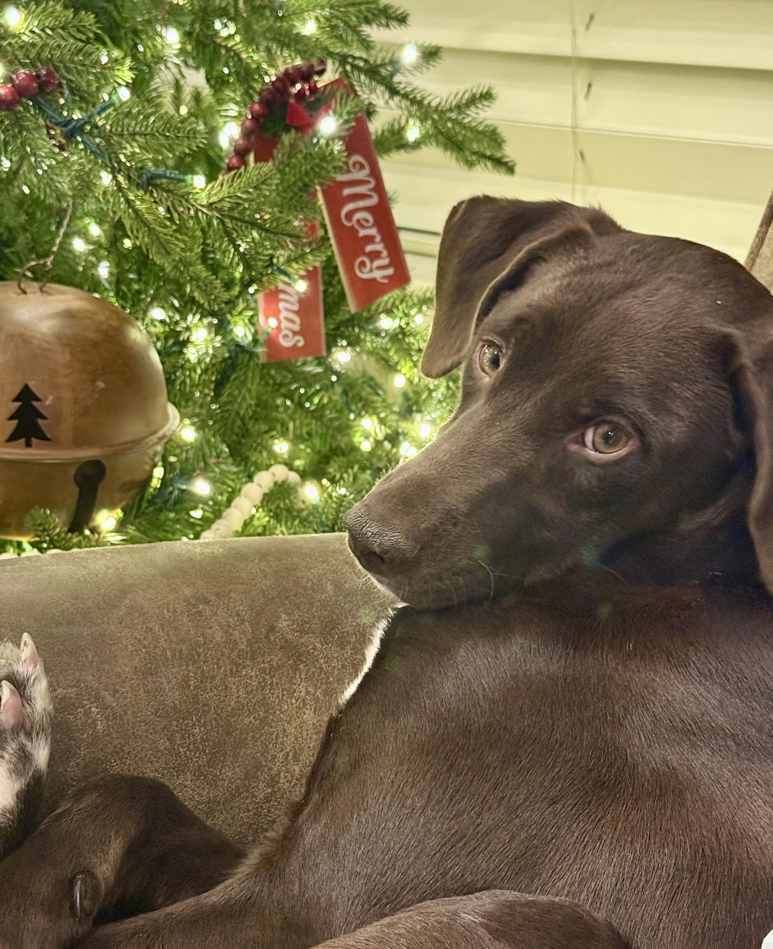 Picture of the Animal Listed