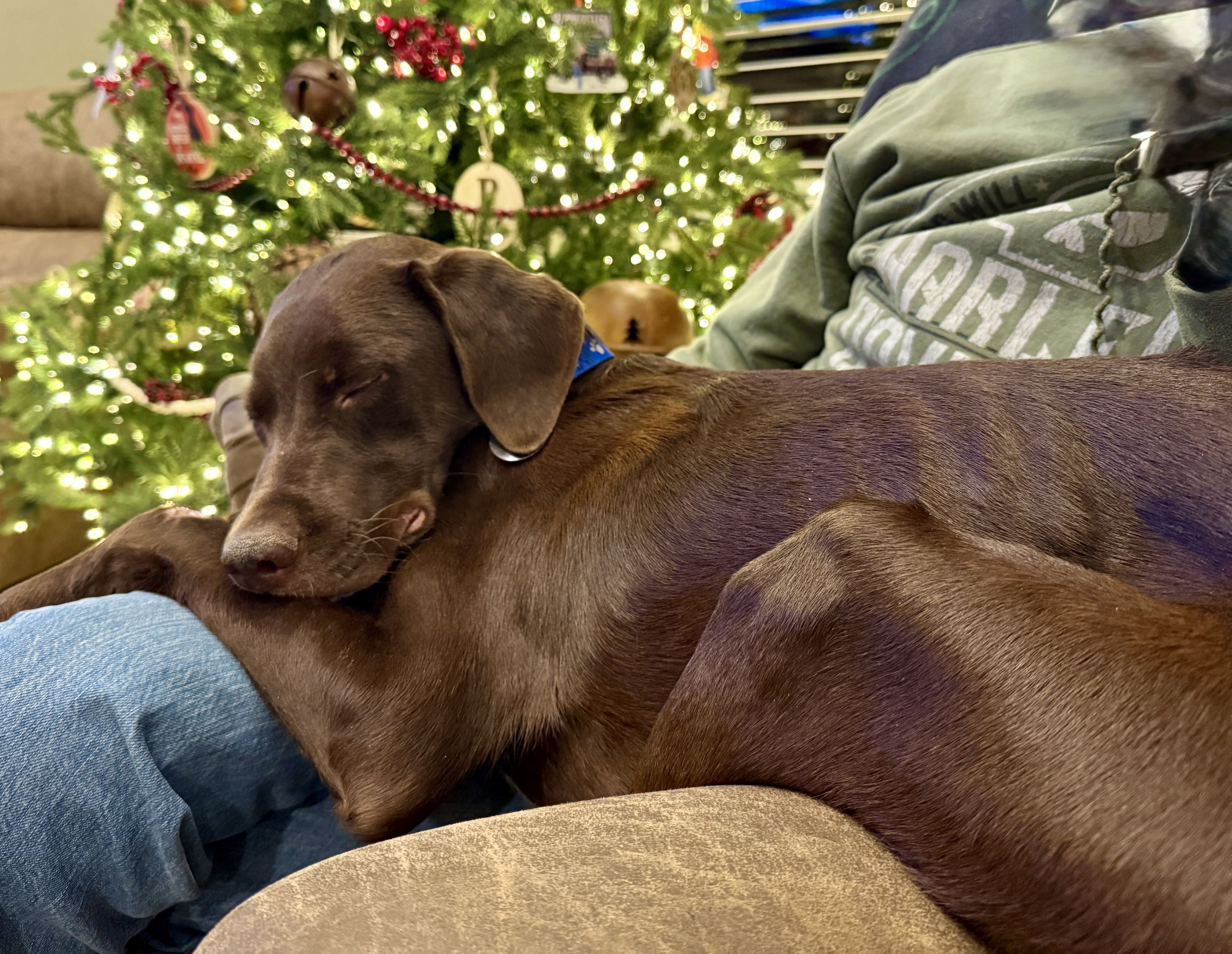 Picture of the Animal Listed