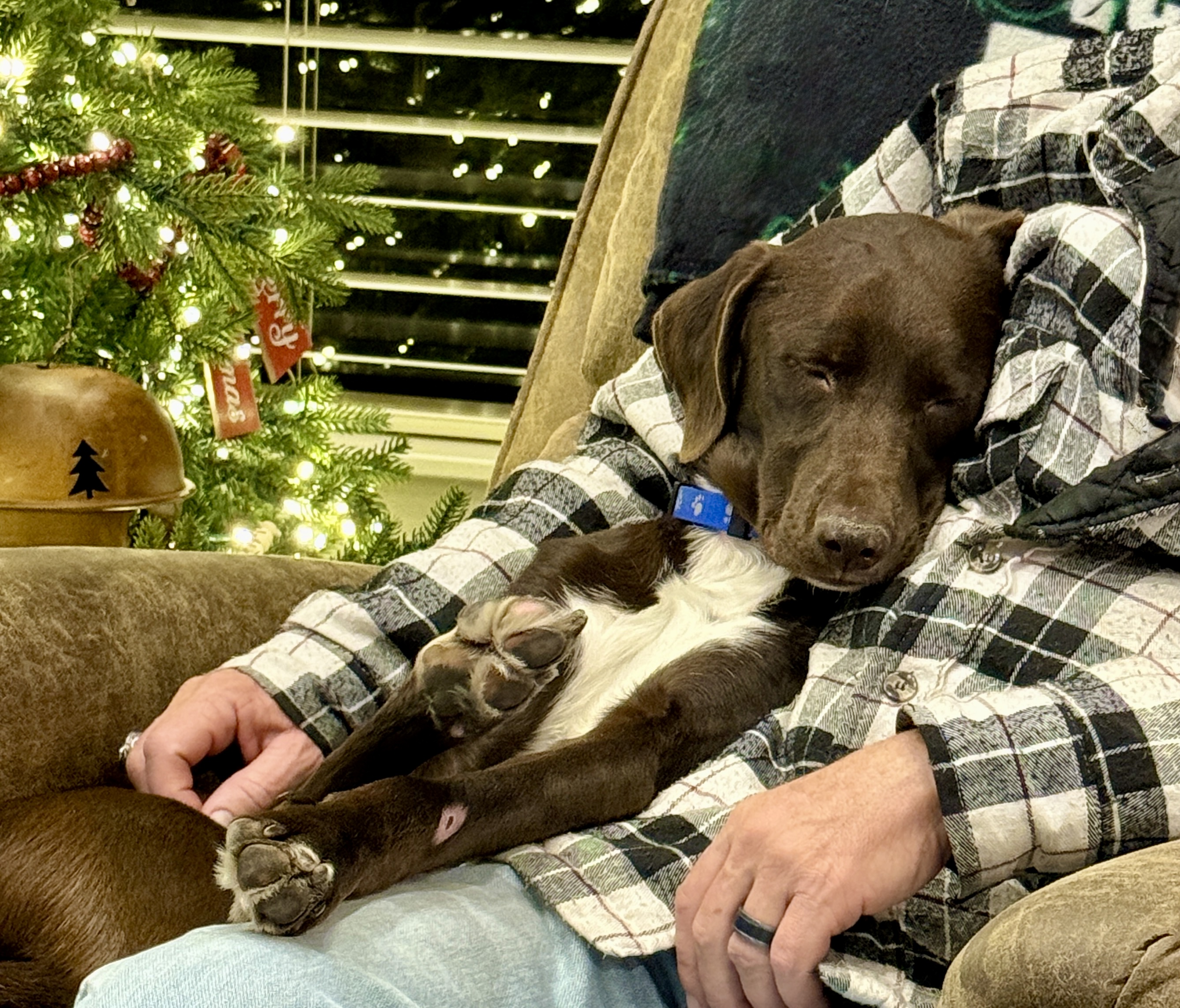 Picture of the Animal Listed