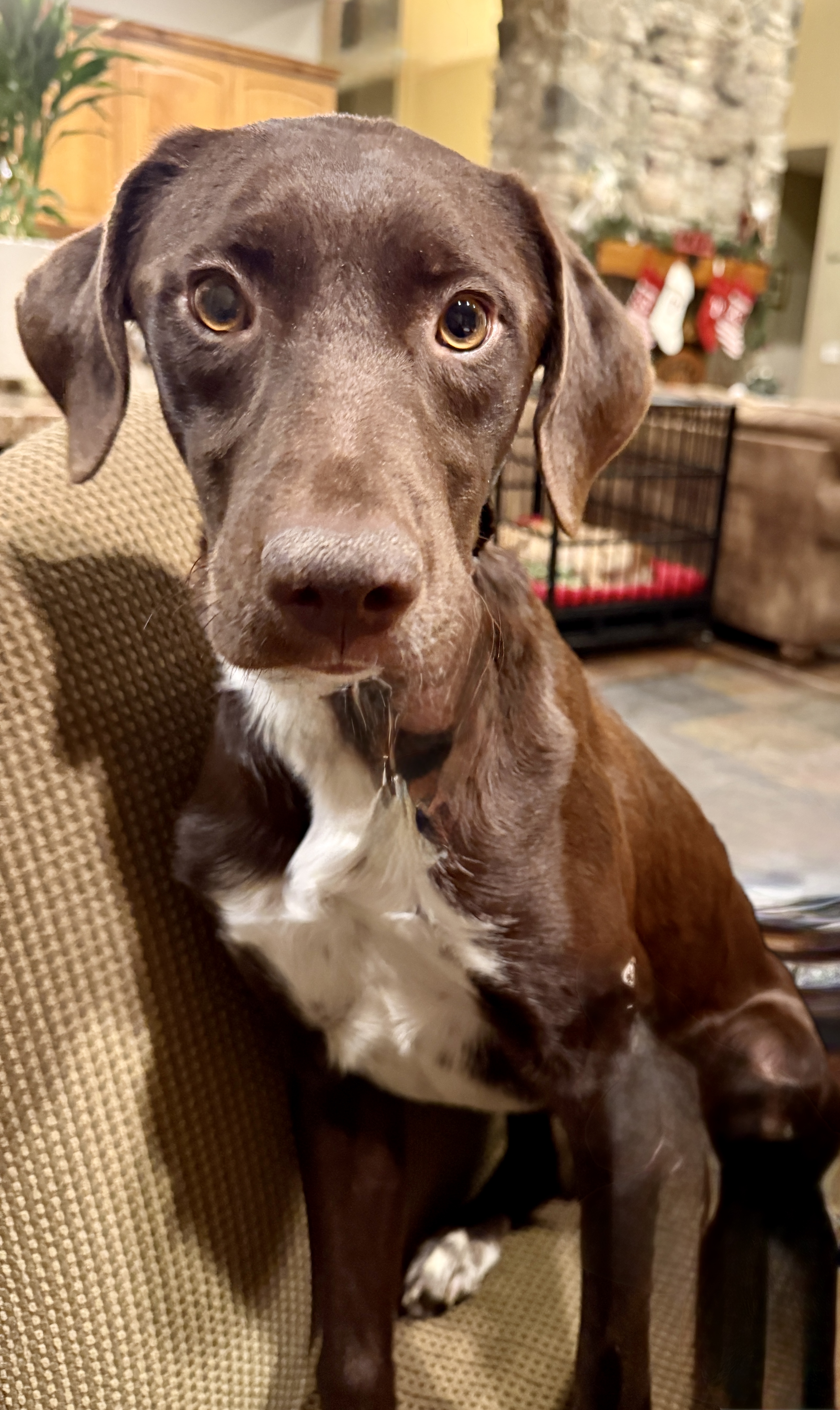 Picture of the Animal Listed