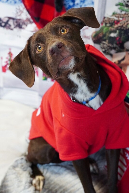 Picture of the Animal Listed