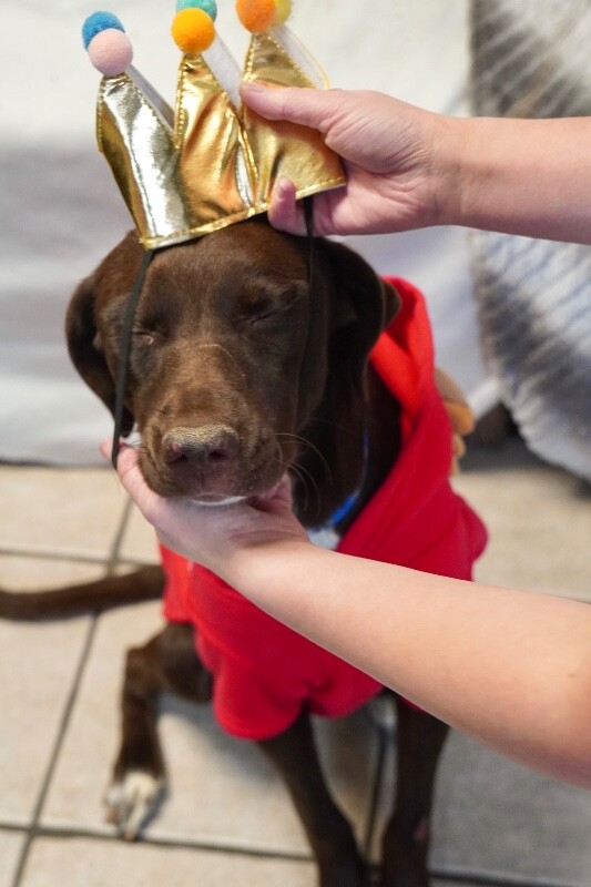 Picture of the Animal Listed