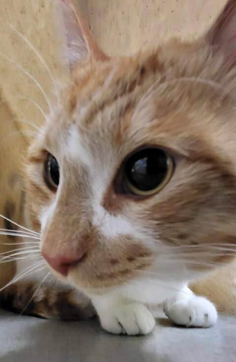 Picture of the Animal Listed