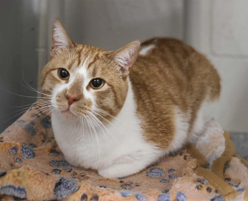 Picture of the Animal Listed