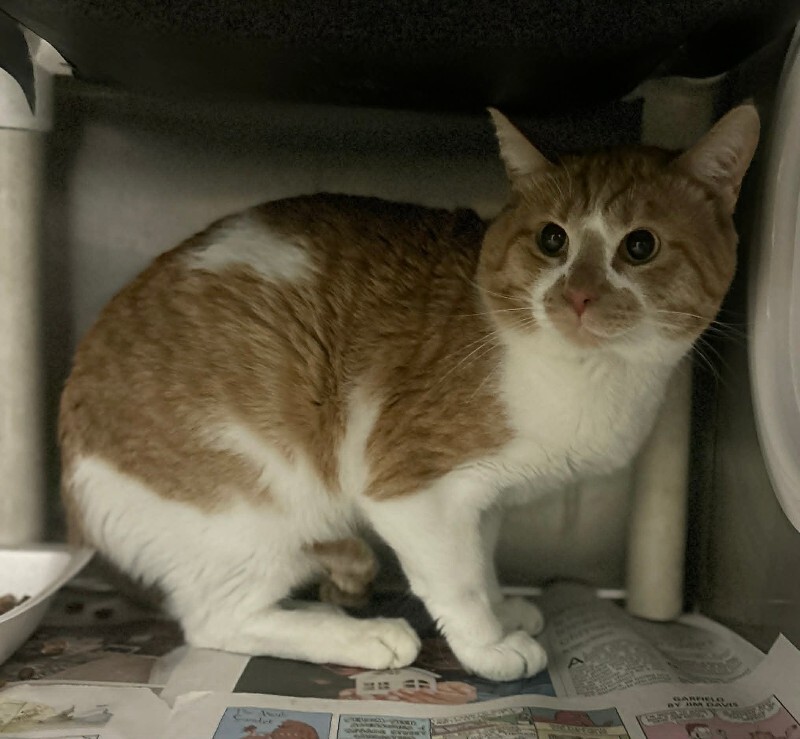 Picture of the Animal Listed