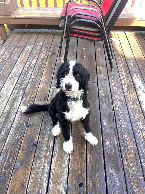 Picture of the Animal Listed