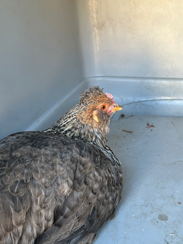 Picture of the Animal Listed