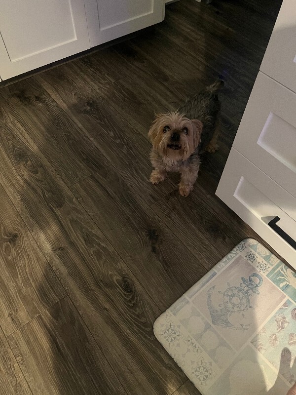 Picture of the Animal Listed