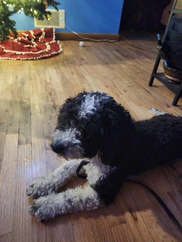 Picture of the Animal Listed