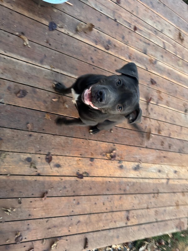 Picture of the Animal Listed